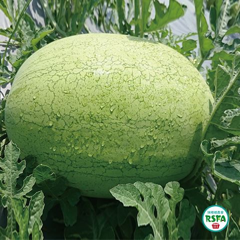 花蓮瑞穗大西瓜